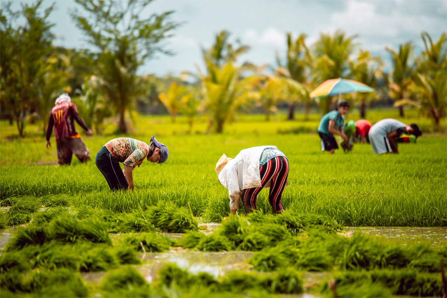 Farming