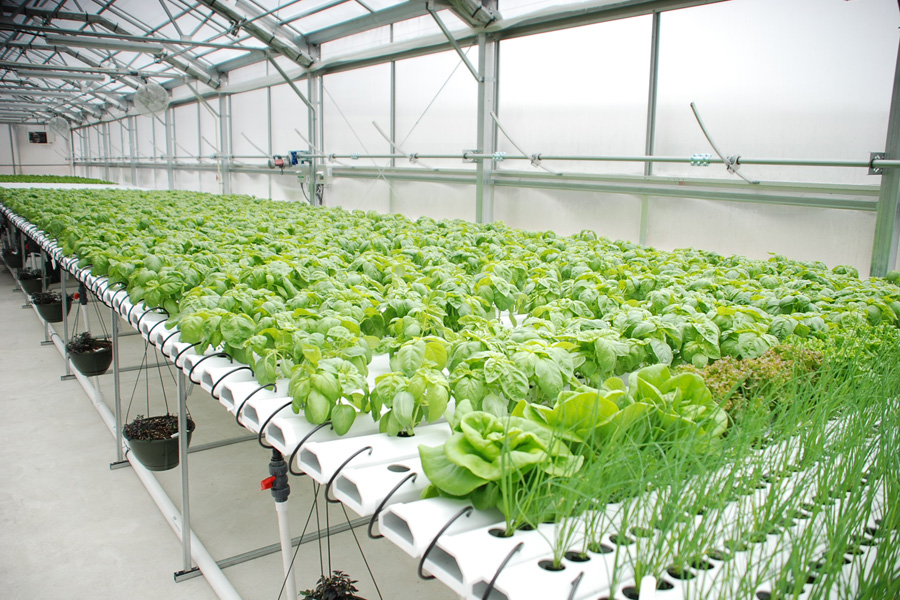 Greenhouse Farming