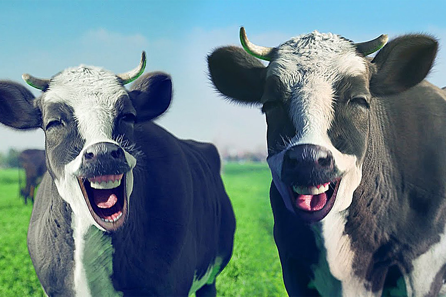 Laughing Cows
